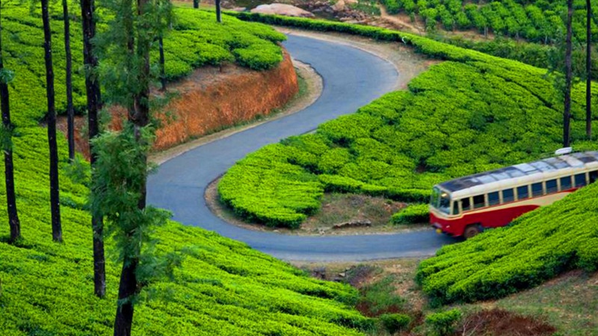 munnar-tea-garden-bus